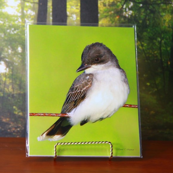 Eastern Kingbird 8" x 10" Fine Art Photography Print - Picture 1 of 1